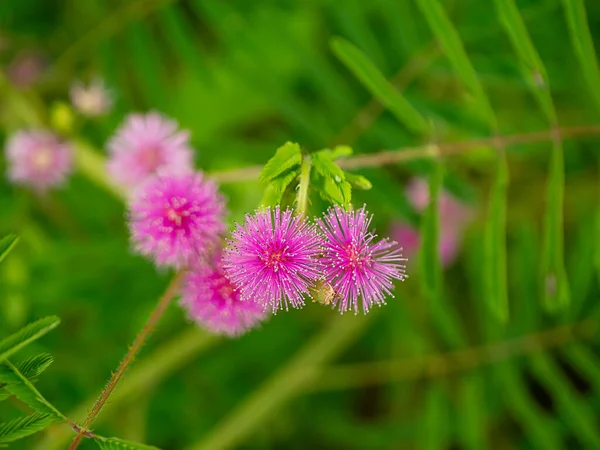 Закрыть Чувствительный Цветок Растения Размытом Фоне Научное Название Mimosa Pudica — стоковое фото