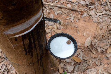 Yukarıdan bakıldığında yapraklı plastik ağaçların taze lateks sütü görünüyor. Lastik endüstrisi için hammaddeler.