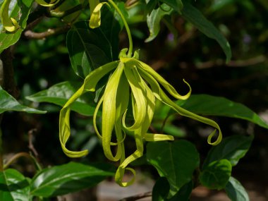 Bulanık arkaplanda Cüce Ylang-Ylang çiçeğini kapat. (Bilimsel adı Cananga fruticosa)