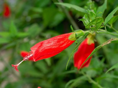 Uyku ilacını kapat, bulanık arka planda Balmumu Mallow çiçeği. (Bilimsel adı Malvaviscus Arboreus Cav. - Var. Batmondii (Torr. A.Gray) Schery.)
