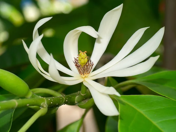 Biały Kwiat Chempaka Drzewie Tłem Liści Nazwa Naukowa Michelia Alba — Zdjęcie stockowe