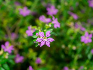 Close up False Heather, Elfin Herb flower with blur leaves background. (Scientific name Cuphea hyssopifolia Kunth)