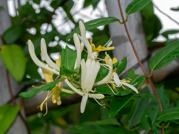 Close Honey Suckle Flower Scientific Name Lonicera Japonica Thunb — Photo