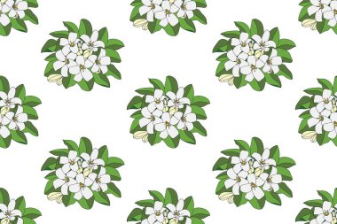 Illustration of Orange Jasmine or China Box flower with leaf on empty background.