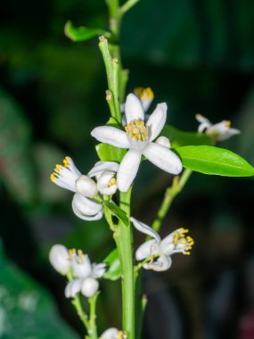 Orange tree flowers on a branch with dark background.