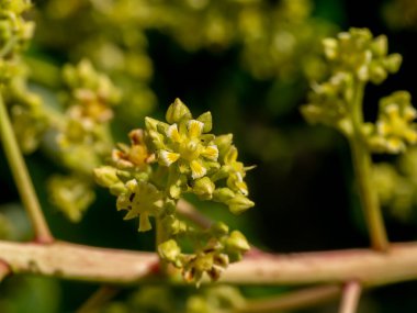 Close up of mango flower on branch.