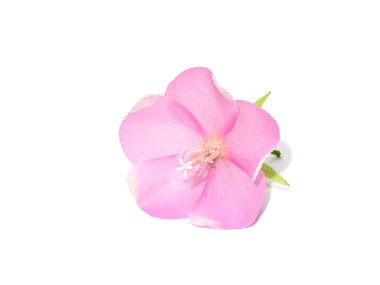 Pembe Dombeya çiçek beyaz arka plan üzerinde kapatın.