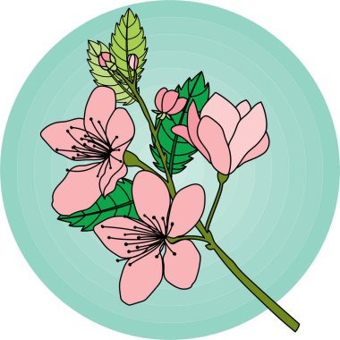 Illustration of the cherry blossoms flower on green circle background.