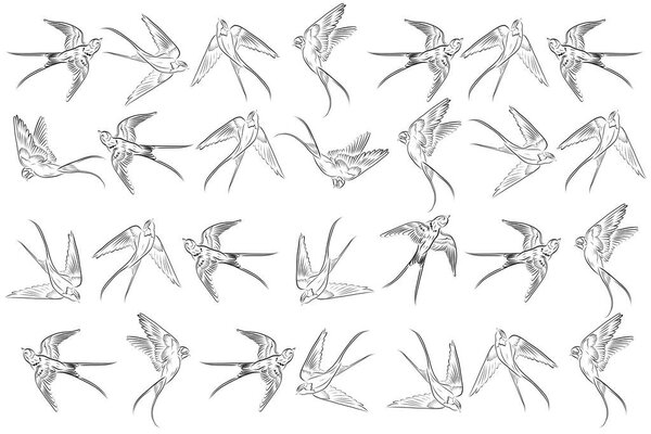 Illustration out line of swallow on white backgroud.