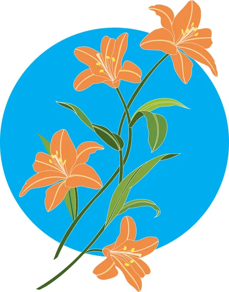 Ramo Ilustración Flor Lirio Naranja Sobre Fondo Círculo Azul — Archivo Imágenes Vectoriales