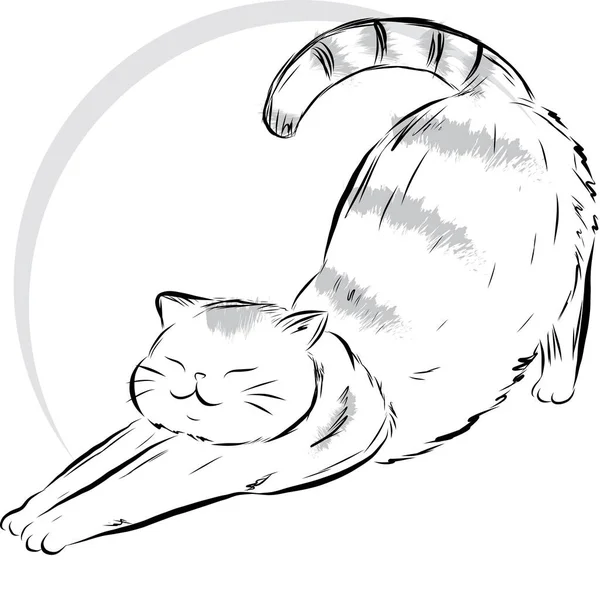 Εικονογράφηση Της Γάτας Που Κάνει Άσκηση Κύκλο Κενό Φόντο — Διανυσματικό Αρχείο