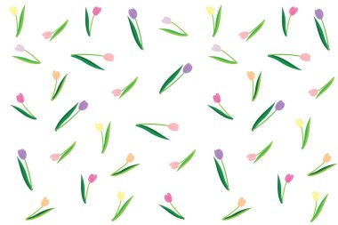 Illustration of tulips flower on white background.
