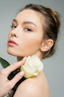 young sensual woman looking at camera and holding ivory rose near bare shoulder isolated on grey