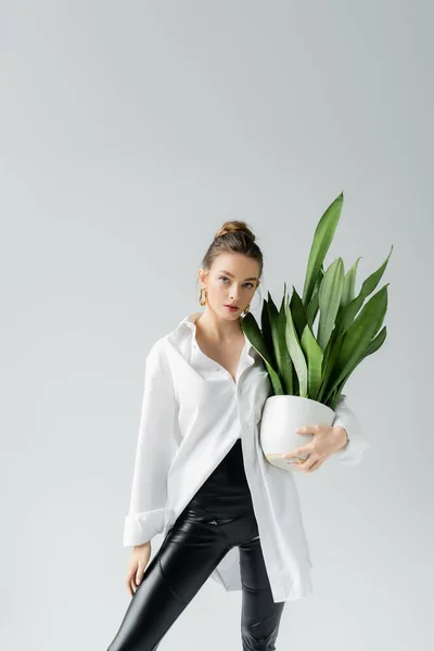 Ung Kvinna Vit Överdimensionerad Skjorta Håller Blomkruka Med Exotisk Växt — Stockfoto