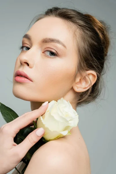 stock image young sensual woman looking at camera and holding ivory rose near bare shoulder isolated on grey