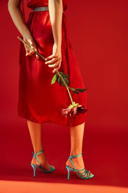 cropped view of elegant woman in dress and turquoise heeled sandals posing with burgundy peony while standing on red background, gen z fashion, trendy spring concept clipart