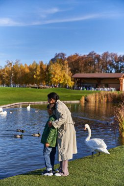 bonding, african american woman and son in outerwear standing near swans in pond, autumn season clipart