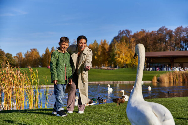 cheerful african american woman hugging son and looking at white swan in park, autumn fashion, pond