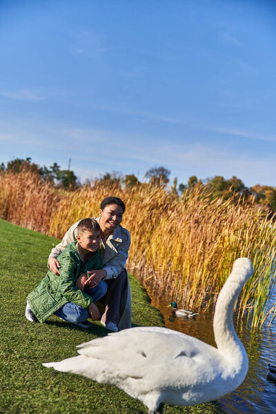 Женщина и мальчик смотрят на лебедя возле пруда, мать и сын улыбаются