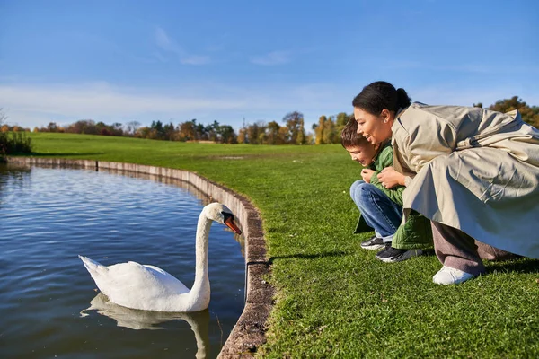 stock image landscape, autumn, african american woman and boy looking at lake with white swan, childhood, nature