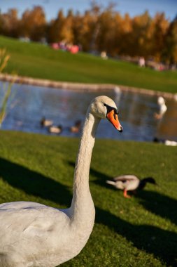 white swan in natural inhabitant, flora and fauna, close up, blurred backdrop, pond, lake, wildlife clipart