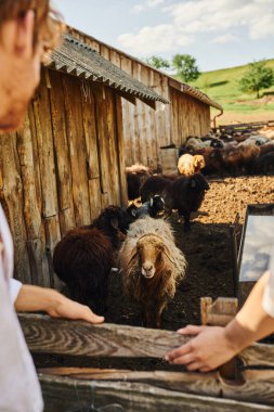 couple standing near cute brown sheep at a stable, man and woman on blurred foreground, countryside clipart