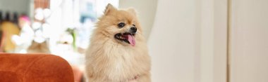 Modern köpek otelinde dili çıkmış sevimli ve tüylü Pomeranya tükürüğü, hayvan dostu konsept, afiş