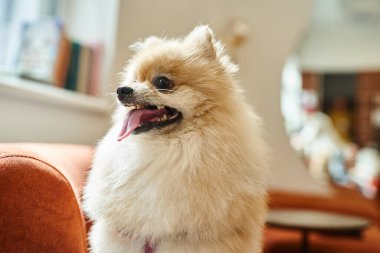 Tatlı Pomeranian spitz dilleri dışarıda rahat bir otel lobisinde oturuyor, köpek dostu konsept.