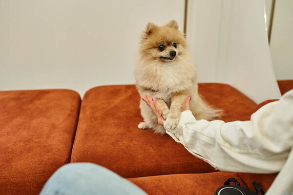 cropped view of dog owner holding paws of cute pomeranian spitz sitting on soft couch in pet hotel