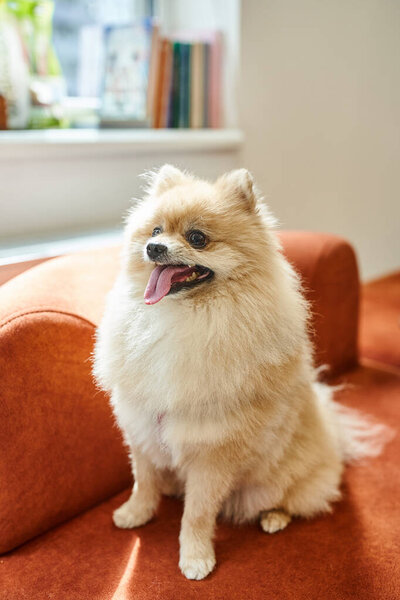 funny and fluffy pomeranian spitz sticking out while sitting on soft couch in pet-friendly hotel