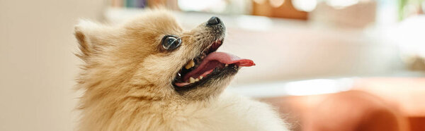 side view of delightful pomeranian spitz with tongue out in reception area of dog hotel, banner
