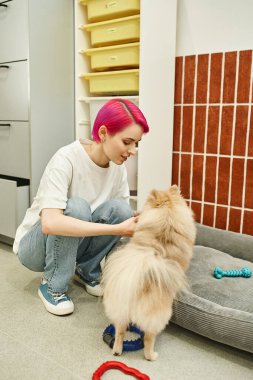 Havalı bayan köpek bakıcısı Pomeranian Spitz ile evcil hayvan otelinde oynuyor.