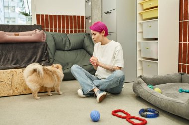 Köpek bakıcısı yerde oturup hayvan otelinde şirin Pomeranian Spitz 'le oynuyor.