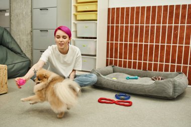 Hayvan oteli işçisi yerde oyuncaklarla oturuyor ve sevimli pomeranya tükürükleriyle oynuyor, köpek servisi yapıyor.