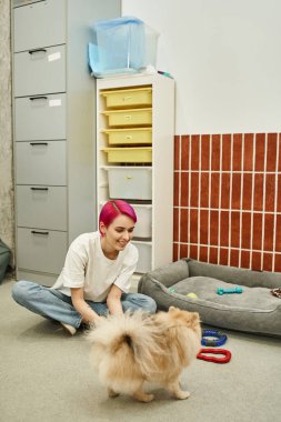 Evcil hayvan otelinde komik Pomeranya tükürüğüyle yerde oynayan neşeli köpek bakıcısı, eğlence ve etkileşim