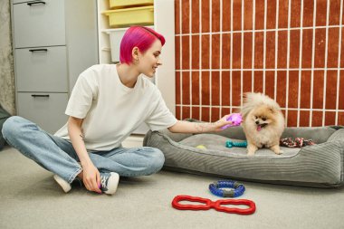 Pomeranya tükürüğünün yanında oyuncak tutan mor saçlı hayvan bakıcısı yumuşak köpek yatağında oturuyor, oynuyor ve ilgileniyor.