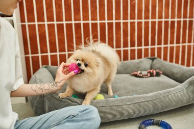 Evcil hayvan otelinde oyuncak ve Pomeranya tükürüğüyle oynayan dövmeli kadın köpek bakıcısı manzarası.
