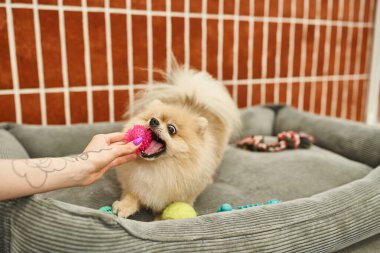 Köpek otelinde Pomeranian Spitz ile oynayan dövmeli kadın bakıcı görüntüsü, etkileşim...