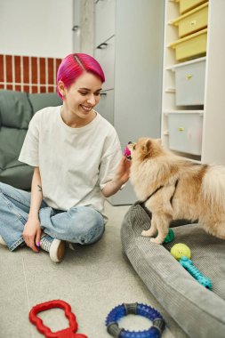 Neşeli evcil hayvan bakıcısı oyuncak tutuyor ve rahat köpek otelinde kürklü pomeranya tükürüğüyle oynuyor.