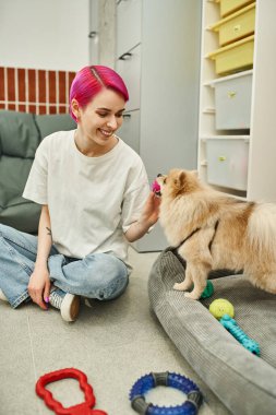 cheerful pet caregiver holding toy and playing with furry pomeranian spitz in cozy dog hotel clipart