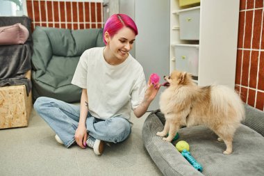 Mor saçlı kadın köpek bakıcısı hayvan otelinde şirin Pomeranya tükürüğüyle oynuyor.
