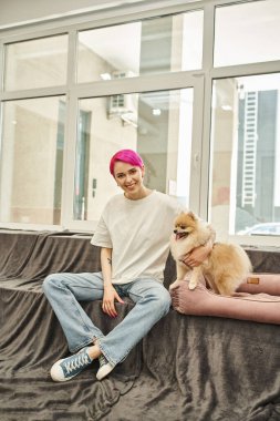 Mor saçlı evcil hayvan kameraya gülümsüyor sevimli Pomeranya tükürüğünün yanında evcil hayvan otelinde yumuşak köpek yatağında.