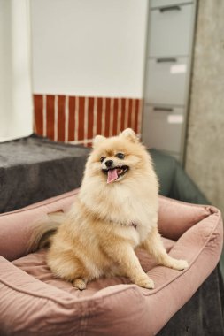 Neşeli ve sevimli Pomeranya tükürüğü yumuşak köpek yatağında oturuyor ve evcil hayvan otelinde dilini dışarı çıkarıyor.
