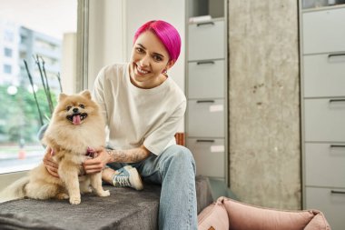 Neşeli, mor saçlı köpek bakıcısı komik Pomeranya tükürüğüne sarılıyor ve evcil hayvan otelinde kameraya gülümsüyor.