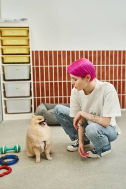 Bayan köpek bakıcısı evcil hayvan otelinde itaatkar Pomeranian Spitz 'in yanında oturuyordu.