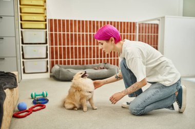 Dövmeli ve mor saçlı köpek bakıcısı hayvan otelinde Pomeranian spitz eğitiyor, bakım ve etkileşim