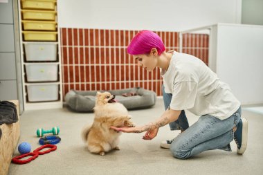 dog training class, playful and obedient pomeranian spitz giving paws to caring pet hotel worker clipart