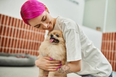 gülümseyen dişi köpek bakıcısı mor saçlı sevimli Pomeranian tükürüğüne sarılıyor evcil hayvan otelinde, sevgi dolu bir bakım