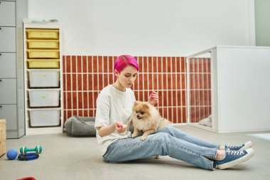 stylish dog sitter sitting on floor near toys and training playful pomeranian spitz in pet hotel clipart