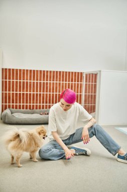 Mor saçlı evcil bir otel çalışanı yerde oturuyor ve Pomeranian Spitz 'e emir veriyor.